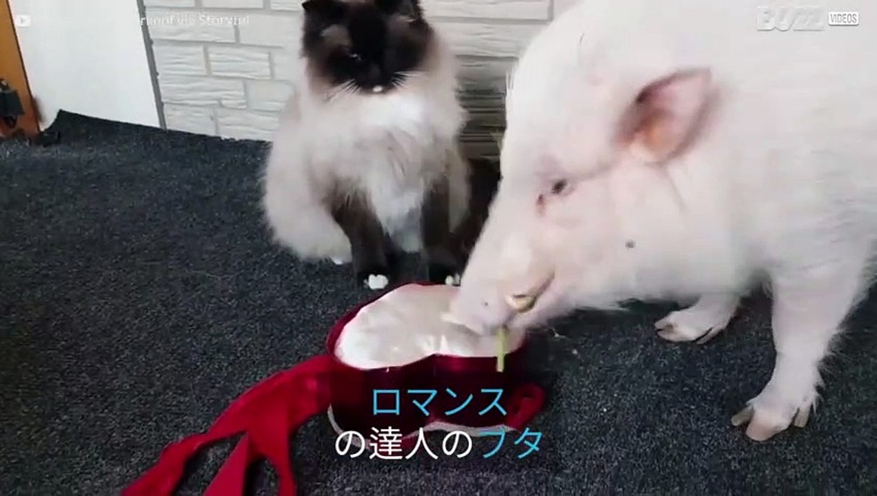 恋人の心を掴みたい可愛いブタ