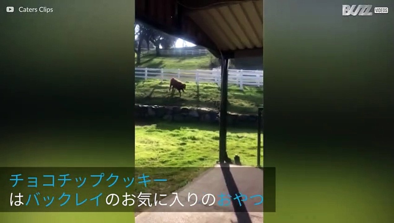 チョコレートクッキーを食べるためだけに草原を走りまわる可愛い仔牛