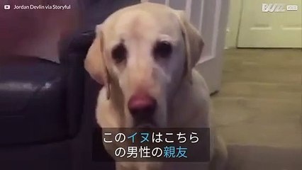飼い主にサイダーの缶を持ってくるワンちゃん