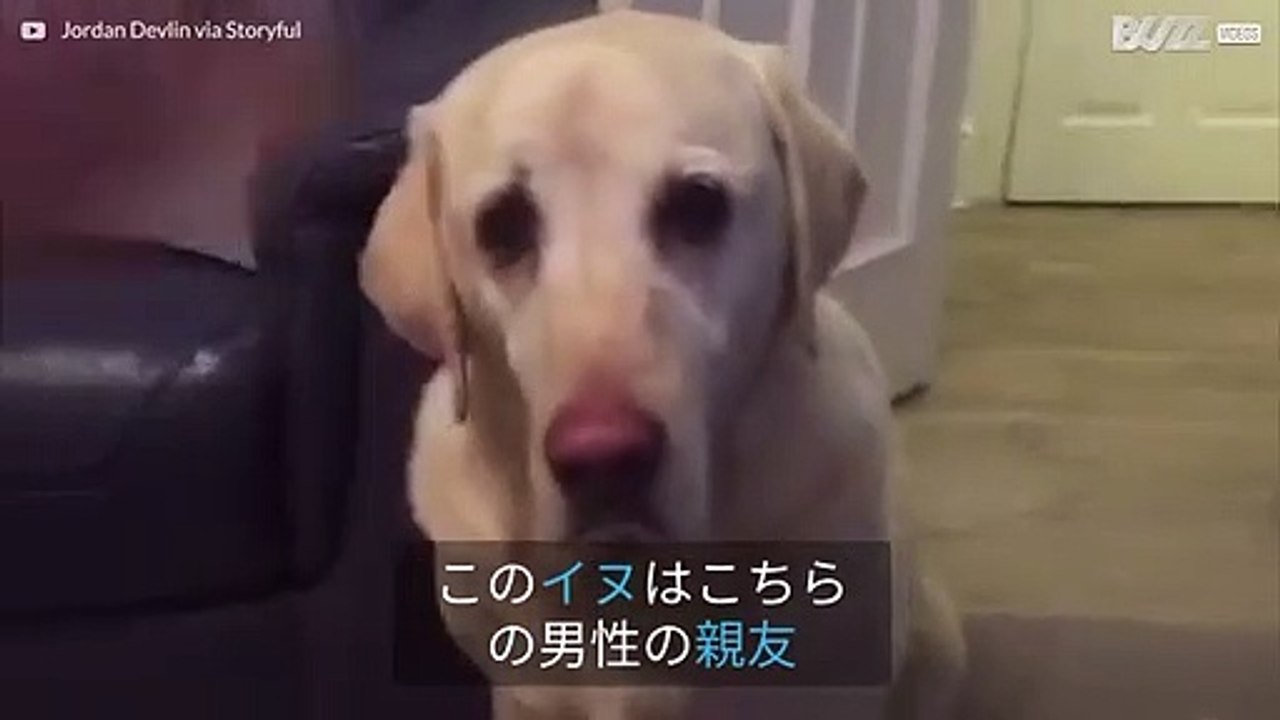 飼い主にサイダーの缶を持ってくるワンちゃん