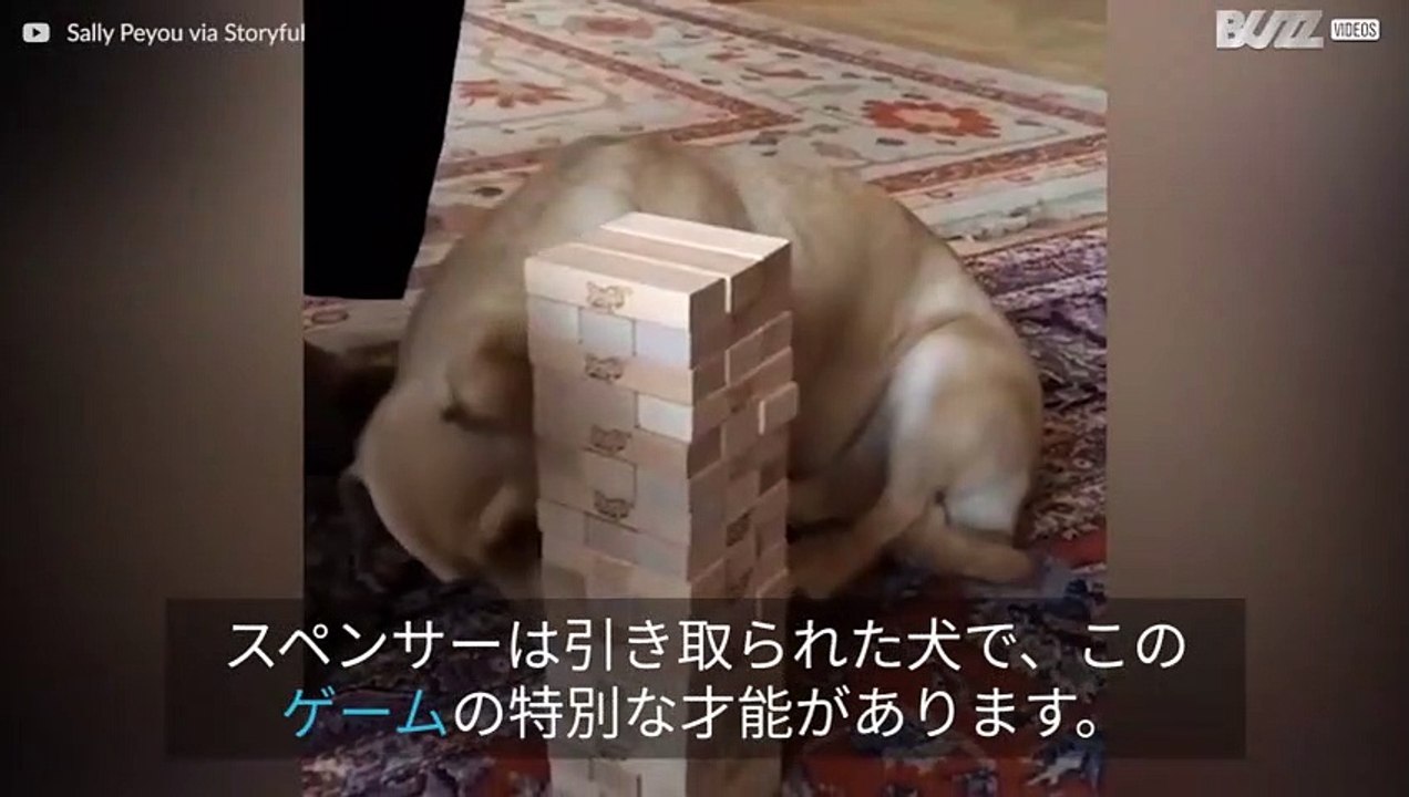 犬はジェンガの才能がある