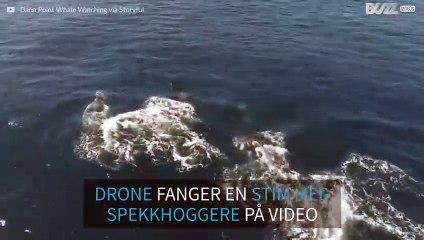 En stim med spekkhoggere forflytter seg langs kysten av California