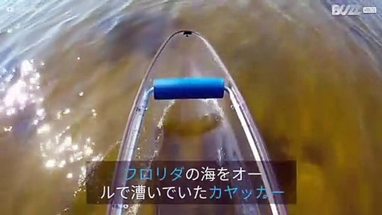 フロリダでカヤックを楽しむ人にあいさつするフレンドリーなイルカ
