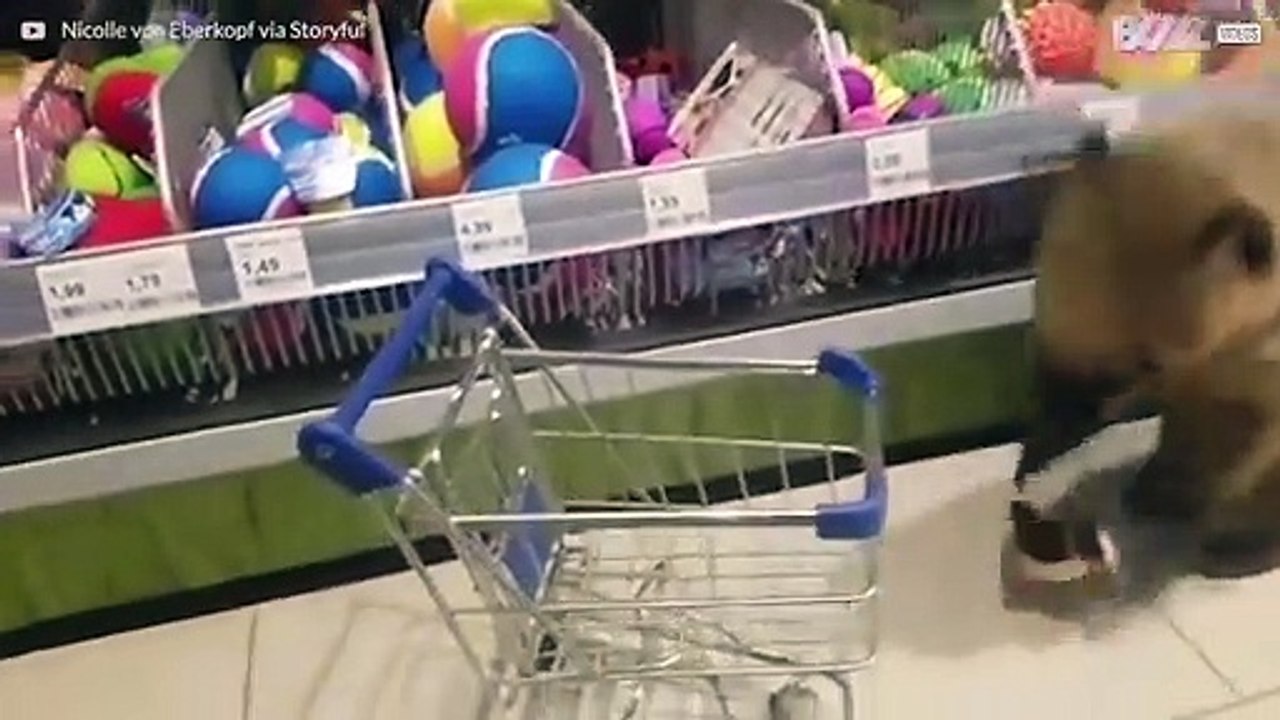 このハナグマは最高の買い物のパートナー！