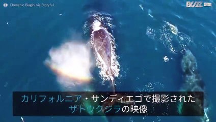 カリフォルニアの湾岸で目撃されたザトウクジラ