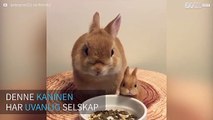 Kanin spiser et måltid ved siden av miniatyrleketøyet sitt