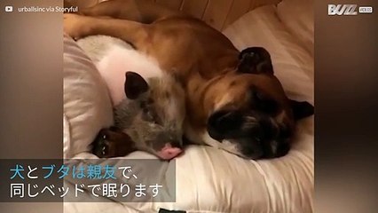親友の犬とブタが一緒に仲良く眠る