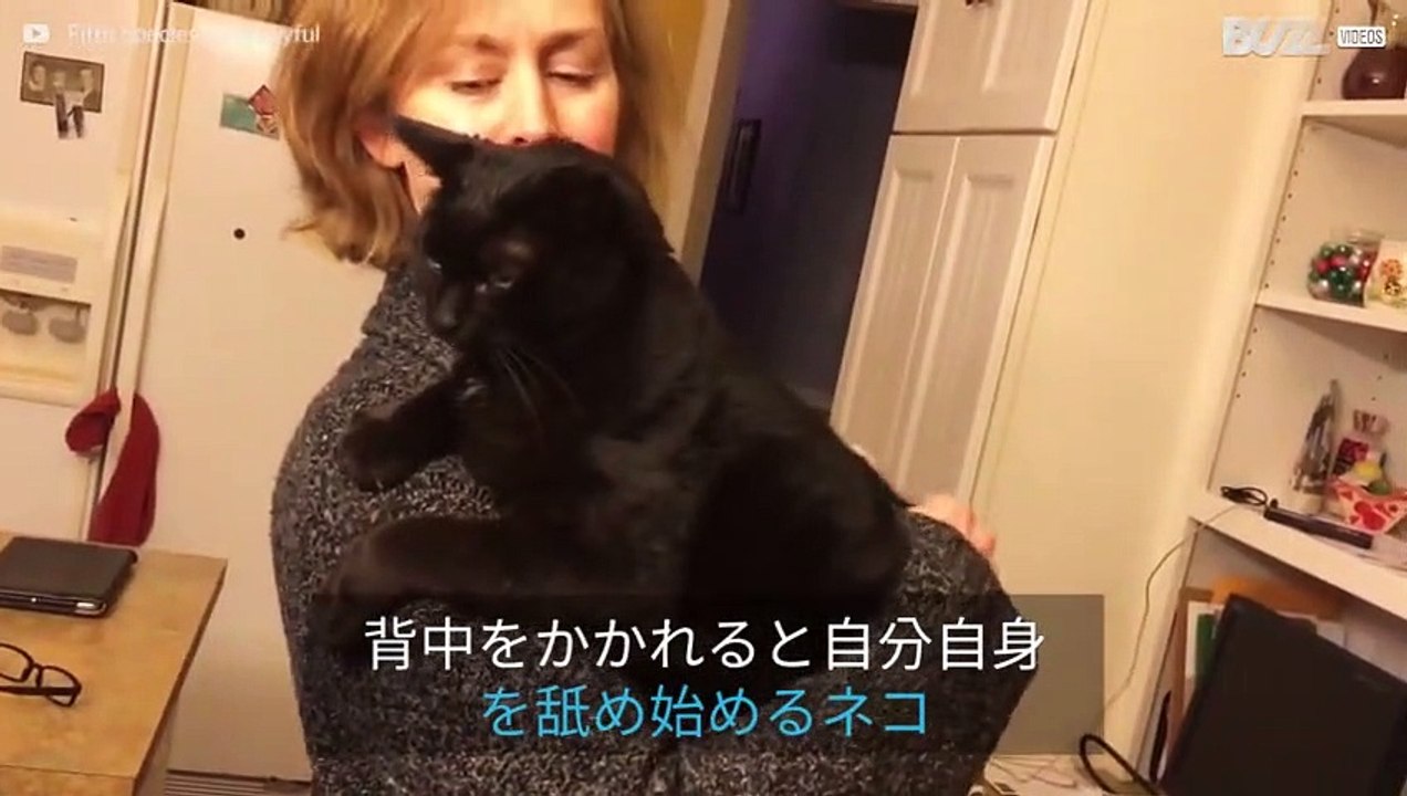 背中をかかれて面白いリアクションをするネコ
