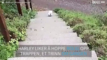 Kakadue hopper opp trappene til feriehuset