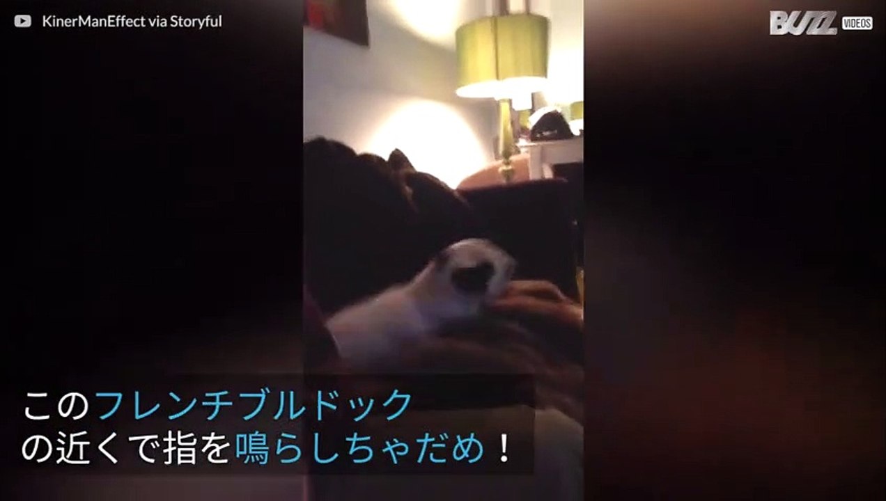 指を鳴らすと大興奮するフレンチブルドック