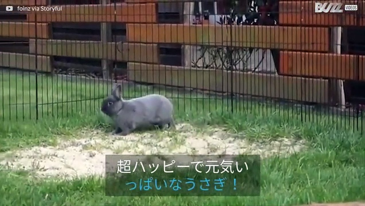 超元気いっぱいなウサギ！