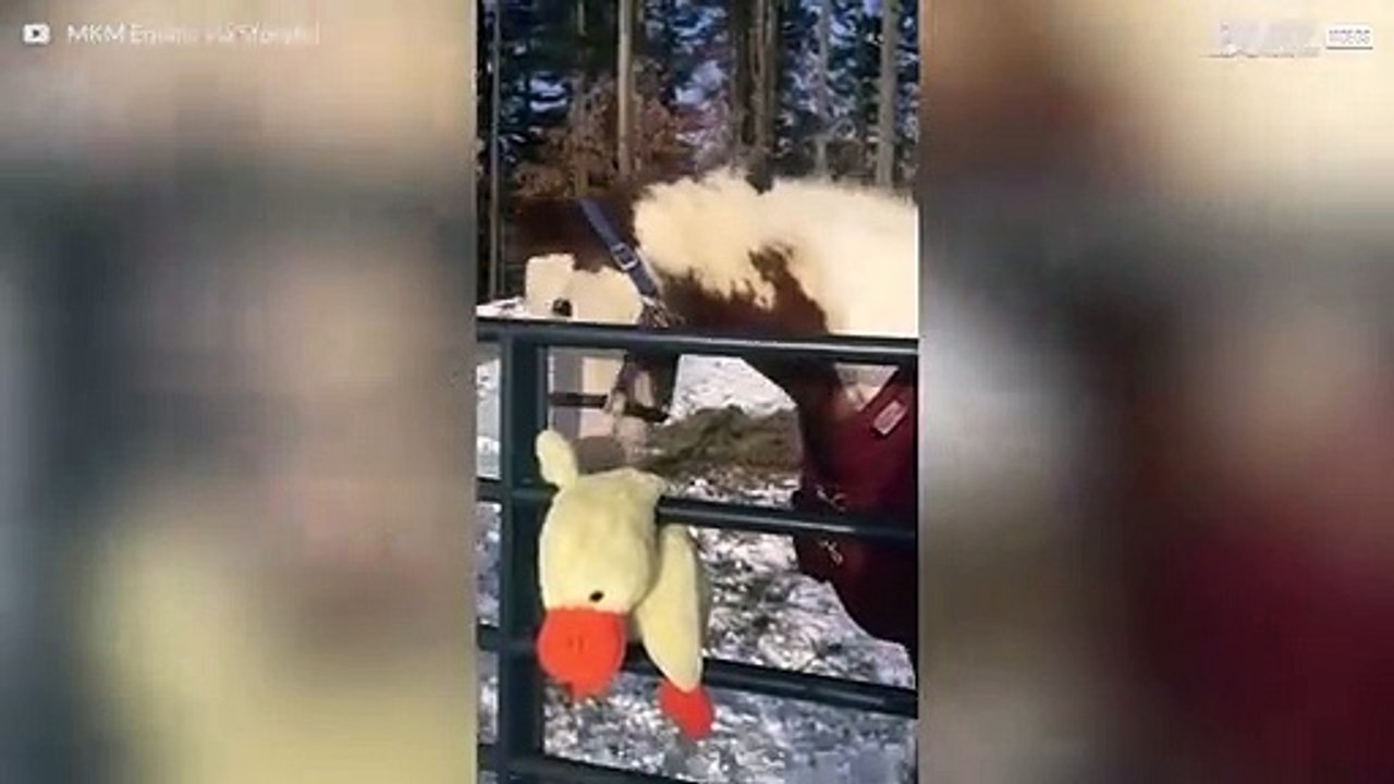 雪の中で新しいおもちゃで遊ぶ馬