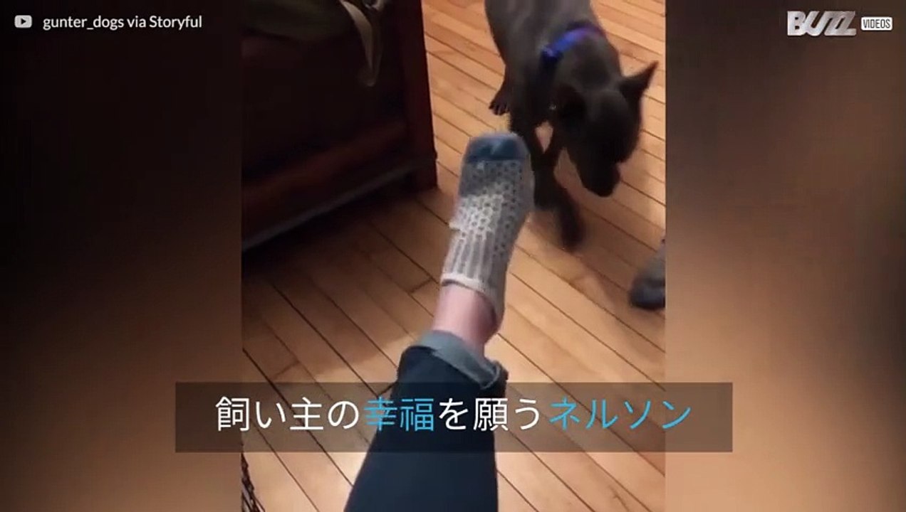 仕事で疲れて帰った飼い主の靴下を脱がせてあげる犬