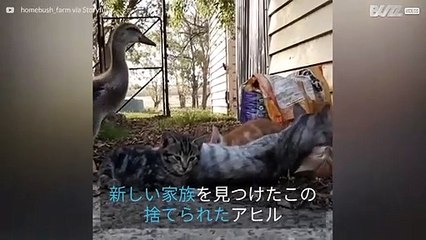 捨てられたアヒルと子ねこのあり得ない(そして超かわいい)友情