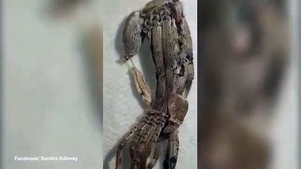 عنكبوت ضخمة تثير ذعرالمشاهدين أظهرت 16 رجلا بدل 8 بعد قتلها