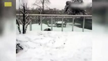 صغير الباندا يحتفل بالثلج