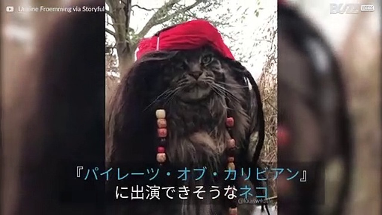 『パイレーツ・オブ・カリビアン』のスターになれそうなネコ！