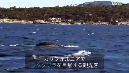 観光客を驚かせたコククジラとアシカ