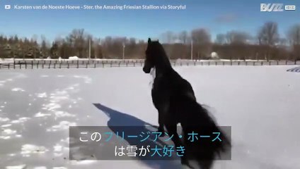 降りたてのニューヨークの雪で遊ぶのが大好きな馬