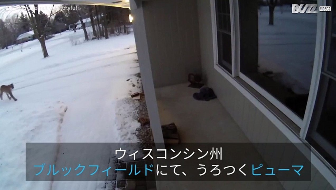 アメリカで玄関に現れたピューマ