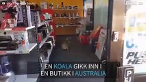 Koala går inn i butikken og blir forvirret!
