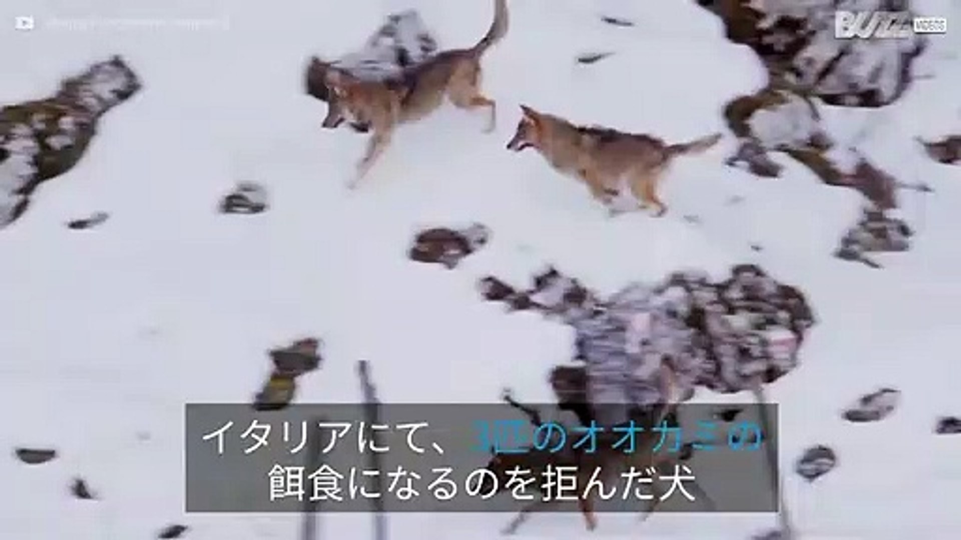 残忍なオオカミの攻撃から逃げきった犬 動画 Dailymotion