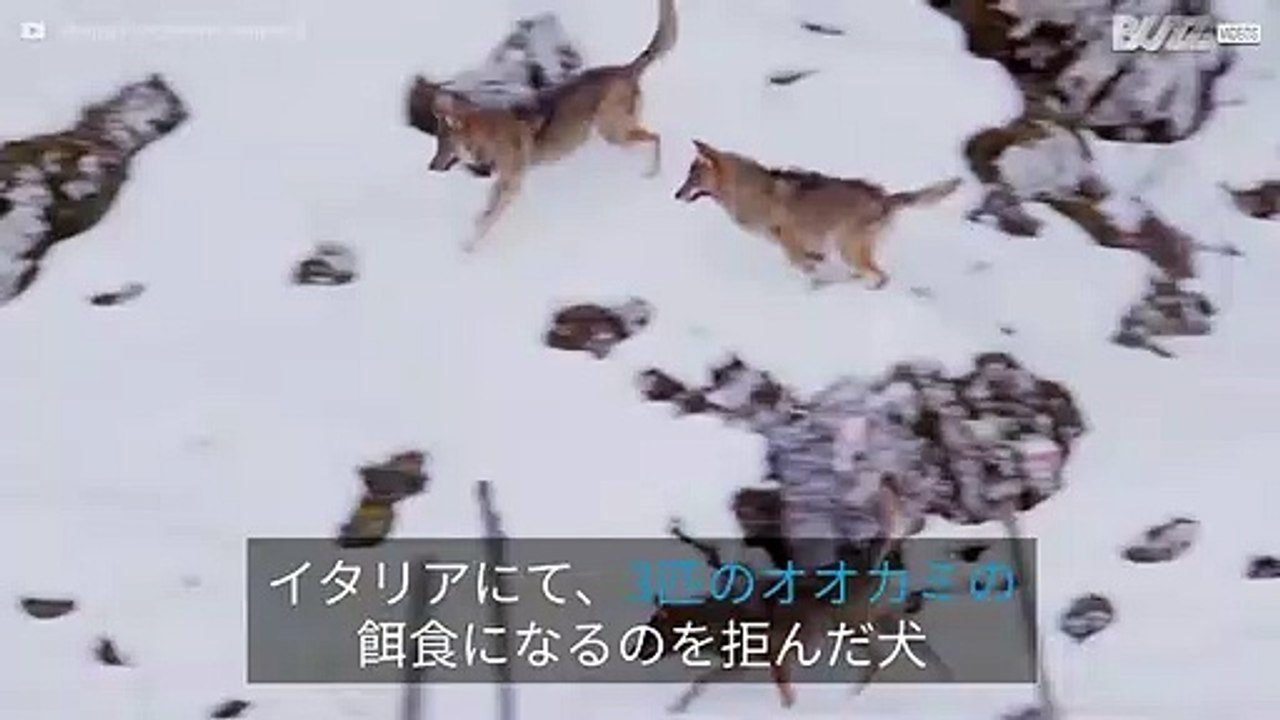 残忍なオオカミの攻撃から逃げきった犬