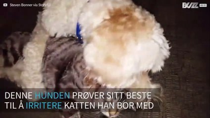 Hund prøver å irritere den mest apatiske katten i Amerika