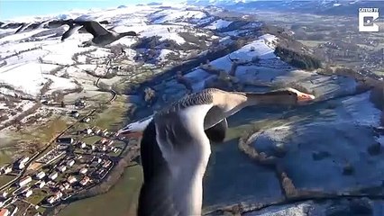 That’s quackers! Extraordinary footage shows microlight pilot dubbed ‘birdman’ to the skies 2018