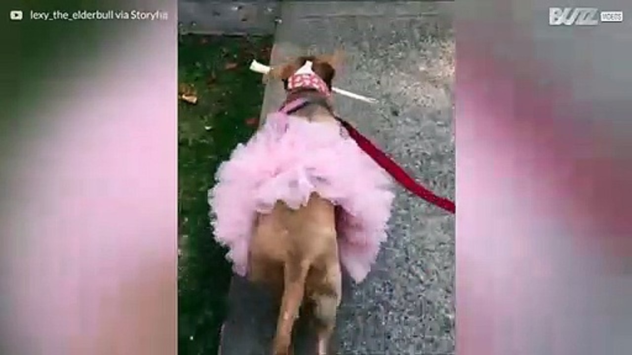 Möt världens sötaste pitbull!