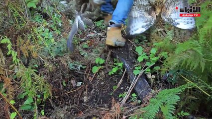 النسر الألباني يواجه خطر الانقراض