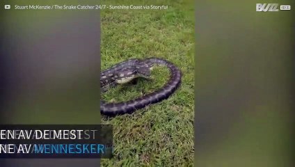 Det skremmende øyeblikket når en pyton angriper