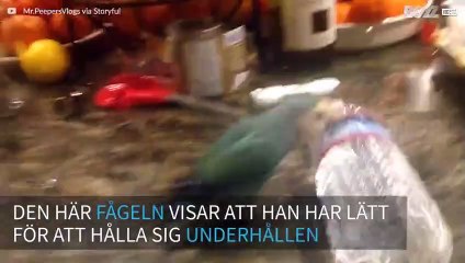 En kreativ liten fågel leker med en flaska