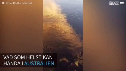 Haj upptäckt av fiskare i australisk flod