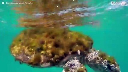 Syk skilpadde blir reddet fra havet av stående paddler