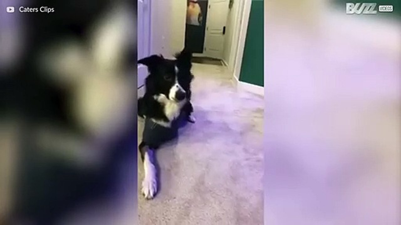 Trebeint hund henter sitt eget "bein"