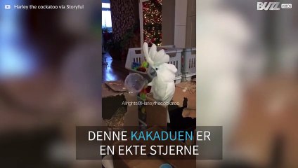 Kakadue synger sin "koppe-sang"