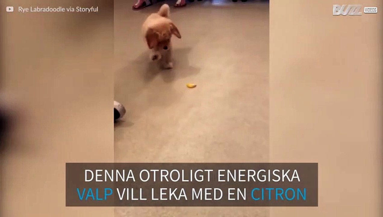 Nyfiken valp leker med citron