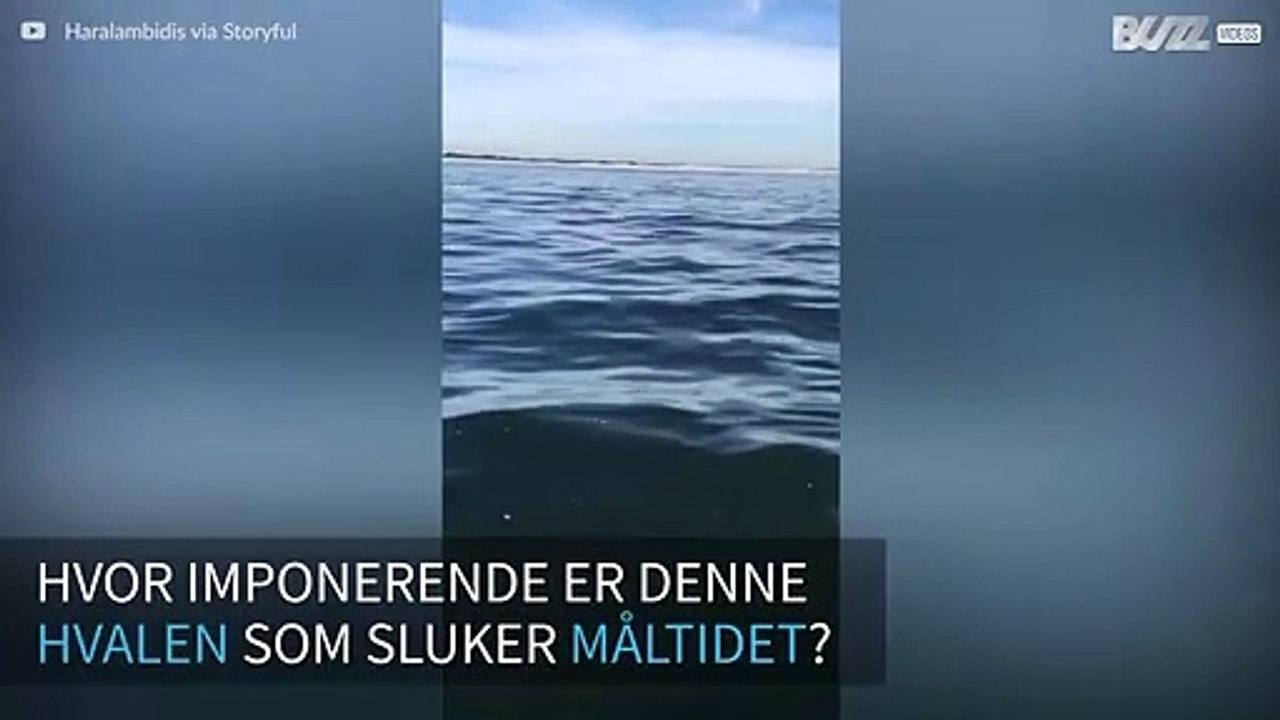 Hval sluker en stim av fisk på imponerende vis