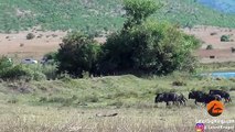 Lions Hunt Pregnant Wildebeest and Pull the Baby Out!