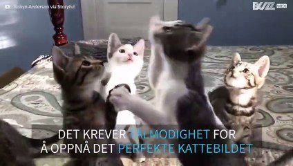 Hvordan fotografere et kull med kattunger