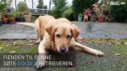 Episk kamp mellom hund og vannpistol