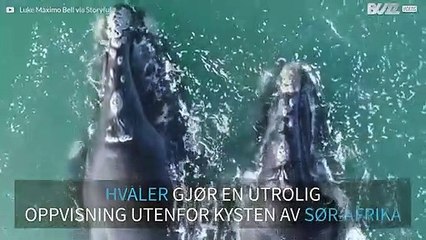 Fantastisk video av hvaler utenfor kysten av Sør-Afrika