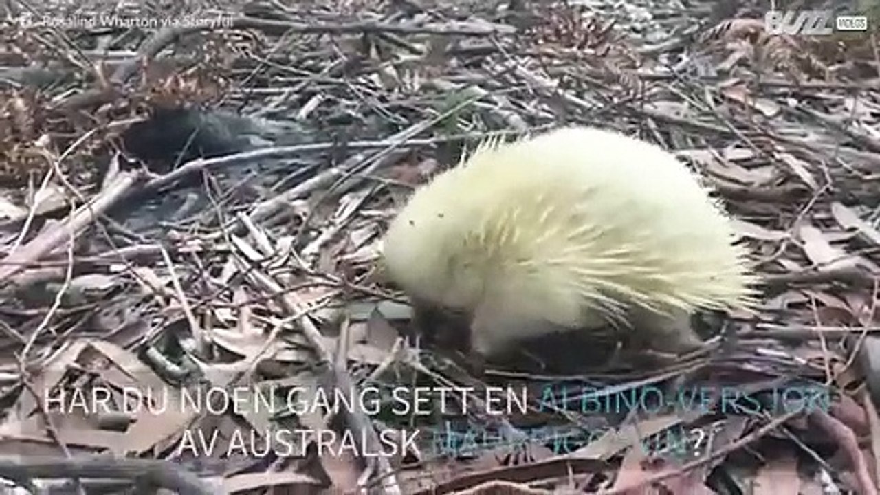Sjeldent albino-pattedyr sett i Australia