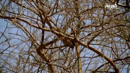 شاهد الوادي الرهيب الذي عبره الرسول في هجرته