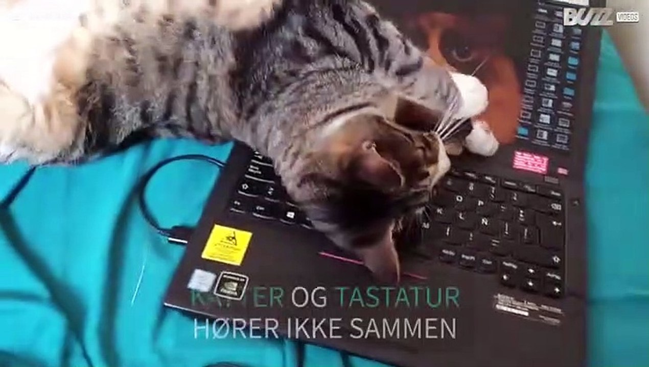 Katt ødelegger eierens laptop