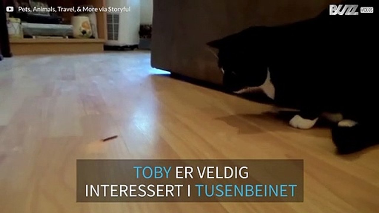 Cat vs tusenbein: hvem vinner?
