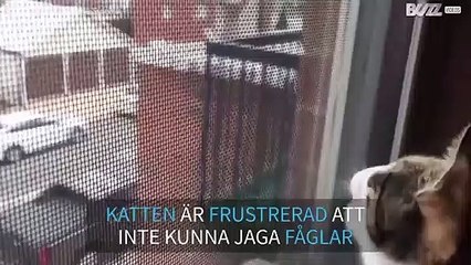 "Dinosaurie-katten" som pratar med fåglar