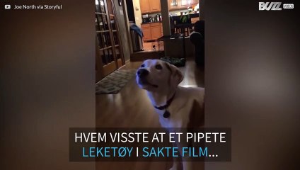 Hundeleke høres ut som en besatt ku