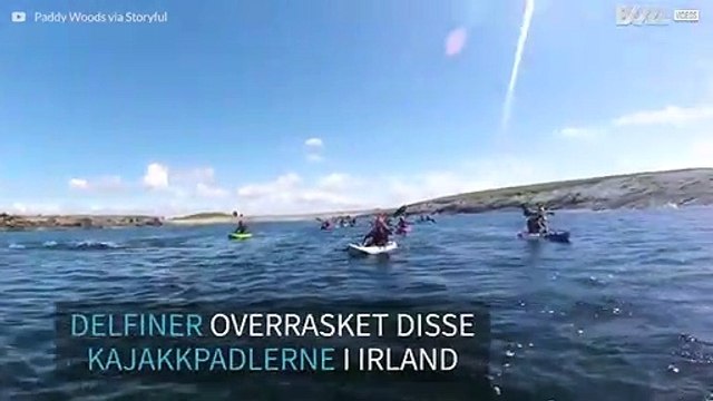 Delfiner svømmer ved siden av kajakker i Irland